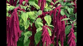 Amaranth Love Lies Bleeding  Starting Seeds For Spring In Milk Jugs Easy [upl. by Hutton88]