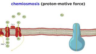 Cellular Respiration Part 3 The Electron Transport Chain and Oxidative Phosphorylation [upl. by Labana656]