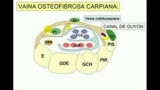 tunel carpiano [upl. by Nilpik]