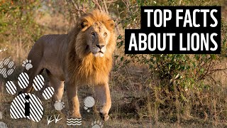 Top 10 Facts About Lions  Animal Fun Facts  WWF [upl. by Eugnimod]