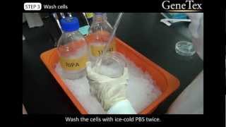 Western Blot  Sample preparation Video from GeneTex [upl. by Raab]