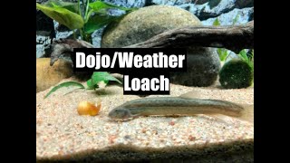 DojoWeather Loach  Care Guide [upl. by Rufina912]