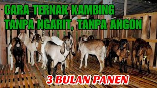 CARA TERNAK KAMBING TANPA NGARIT TANPA ANGON DAN TANPA BAU 3 BULAN PANEN DAN MENGUNTUNGKAN [upl. by Aran]