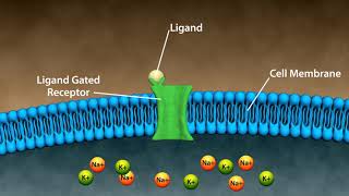 Types of Drug Receptors [upl. by Creighton]