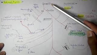 Abdominal Aorta  8 Internal iliac artery Branches  TCML [upl. by Suivatnom291]