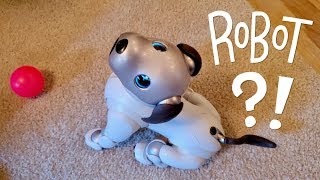 Our New Dog AIBO Pet Replacement Robot [upl. by Yrakaz290]