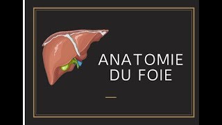 Anatomie du foie [upl. by Reywas]