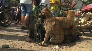 Annual dog meat festival causes outrage [upl. by Tania]