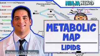 Metabolism  The Metabolic Map Lipids [upl. by Beverle459]