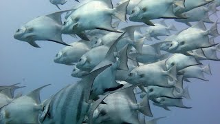 THE Aquarium bottom of the Ocean Africa in Hindi  ANIMAL Planet  WILD Life Hindi Documentary HD [upl. by Cheria297]