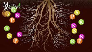 Mycorrhizal Animation [upl. by Dewar]