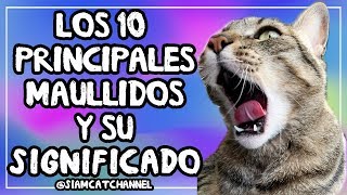 ¿Qué Te Quiere Decir Tu Gato 10 Maullidos De Gatos y Su Significado  SiamCatChannel [upl. by Daas]