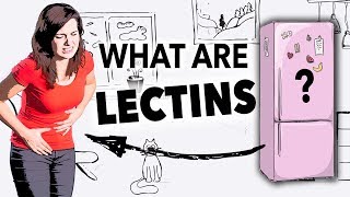 What Are Lectins [upl. by Namolos]