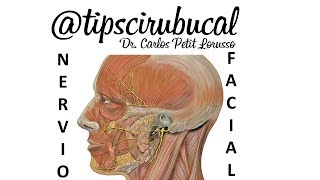 Nervio Facial VII Par  tipscirubucal Carlos Petit Lorusso [upl. by Areht]