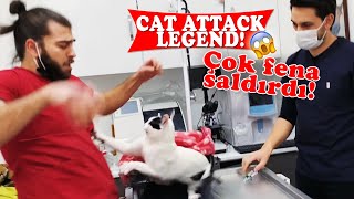 KEDİ SALDIRISI EFSANESİ 🤕 Üç Kişi Zor Tuttuk 😅  cat attack  menalcicek TheVet [upl. by Odranoel476]