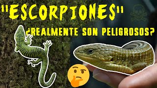 quotEscorpionesquot ¿Realmente son peligrosos [upl. by Asira]