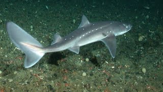 Facts The Spiny Dogfish [upl. by Edgell]