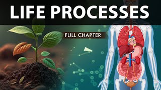 Life Processes Class 10 full Chapter Fully Animated  Class 10 Science Chapter 6  CBSE  NCERT [upl. by Anitram625]