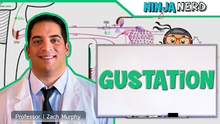 Neurology  Gustation Taste Pathway [upl. by Laerol]