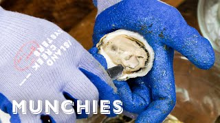 Oysters And Clams  Everything You Need To Know [upl. by Rieth279]