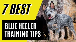 7 Blue Heeler Puppy Training Tips  Australian Cattle Dog Training [upl. by Nnaeilsel773]