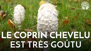 Le coprin chevelu Coprinus comatus top 20 des meilleurs champignons [upl. by Kinson]