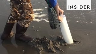 How To Catch Fresh Razor Clams [upl. by Hgielrebmik615]