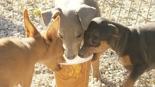 Miniature Pinscher Puppies NEED MORE CAFFEINE [upl. by Kania692]