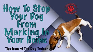 How To Stop Your Dog From Marking In Your Home  Tips From Al The Dog Trainer [upl. by Alilak350]