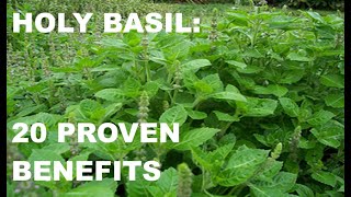 HOLY BASIL Tulsi  20 Proven Benefits [upl. by Airasor803]