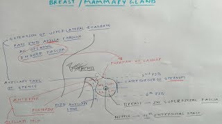 Mammary Gland Anatomy  2 Chart  TCML [upl. by Jens]