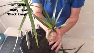 How to Prune amp Propagate your Draceana plants [upl. by Ranip]