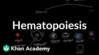 Hematopoiesis  Hematologic System Diseases  NCLEXRN  Khan Academy [upl. by Chere]