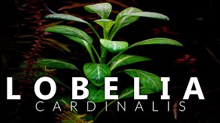 Lobelia Cardinalis Aquarium Plant [upl. by Irvin]