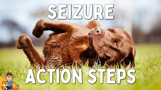 What to Do When Your Dog has a Seizure [upl. by Enywtna]