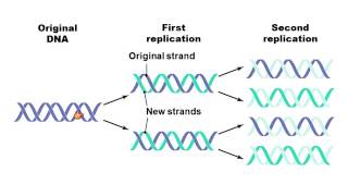 Chapter 7 Microbial Genetics Part 1 of 2 Bauman [upl. by Shoshanna]