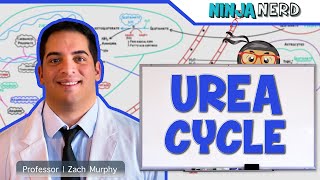 Metabolism  Urea Cycle [upl. by Cresida]