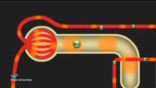 The Kidney amp the Counter Current Multiplier Pharmacology teaching at Aston University [upl. by Adlar607]