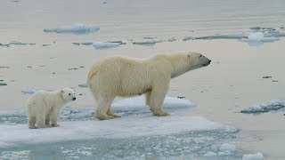 Polar Bear Adaptations [upl. by Conant]