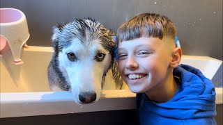 Stubborn Husky HATES Bath Time 😂 Kade Baths Lola [upl. by Cuttler]