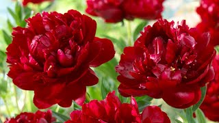 How to Plant Peonies SpringSummer Guide [upl. by Ehsrop]