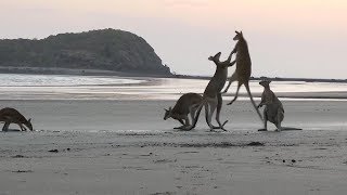 Kangaroos Caught Fighting On Australian Beach [upl. by Scrope729]