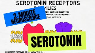 2Minute Neuroscience Serotonin [upl. by Atinel]