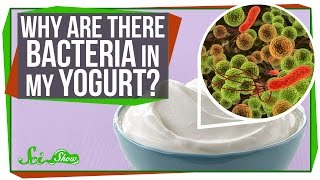 Why Are There Bacteria In My Yogurt [upl. by Onin]