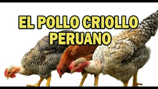 EL POLLO CRIOLLO PERUANO [upl. by Siocnarf]