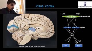 Cerebral cortex Visual cortex [upl. by Wyon]