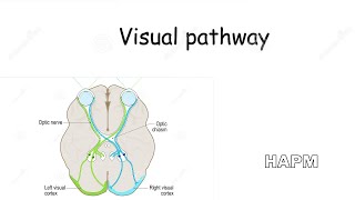 Dr Najeeb  Visual pathway [upl. by Aneekahs]