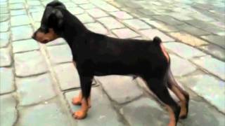 Mini Pinscher Sasha 3 month [upl. by Drusi679]