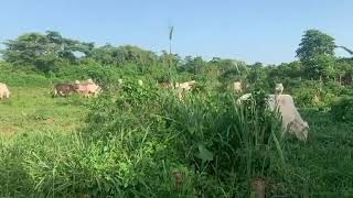 A step towards intensive cattle farming in Ghana [upl. by Joceline]