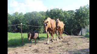 Paddock Paradise Horse Track System [upl. by Judi]